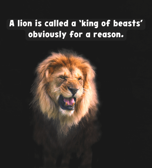 A lion is called a ‘king of beasts’ obviously for a reason.