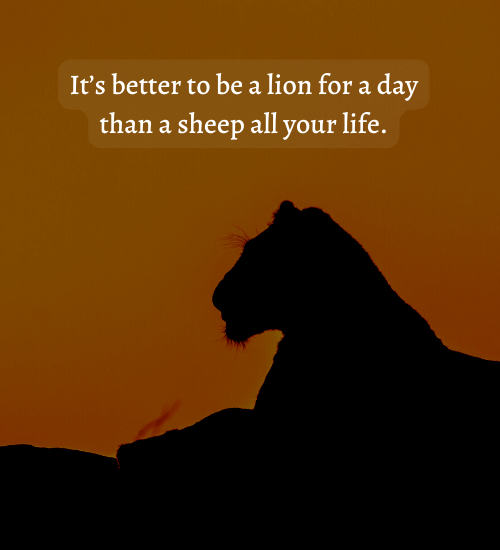 It’s better to be a lion for a day than a sheep all your life. - success lion quotes