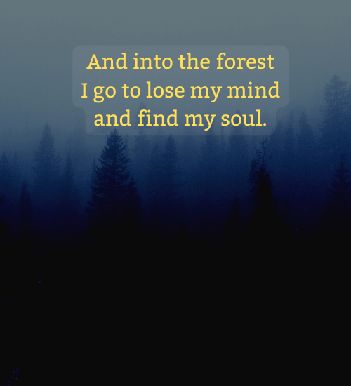 And into the forest I go to lose my mind and find my soul. - wildlife quotes