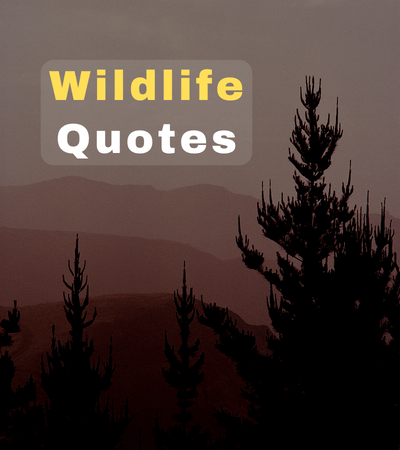 wildlife quotes